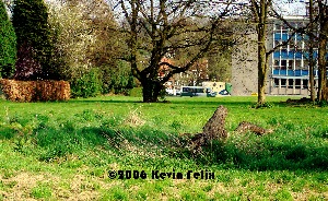 Treetrunk
