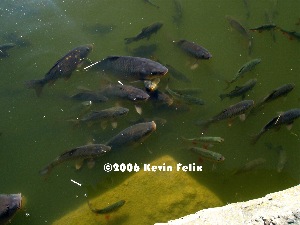 Beaucoup Fish