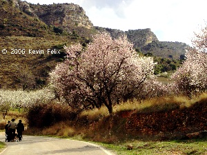 Blossoms
