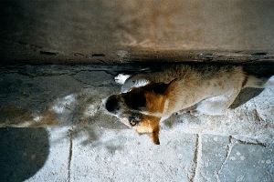 Doggy doggy dog!