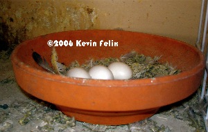 eggs