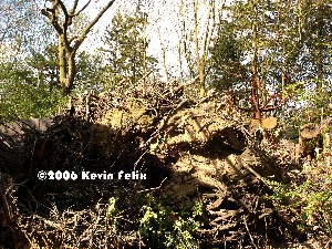 Ground and Wood