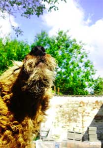 Rasta