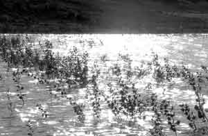 Reflective Water