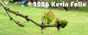 Small Bud