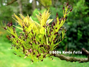 Tree Flower