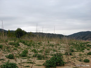 Molinos